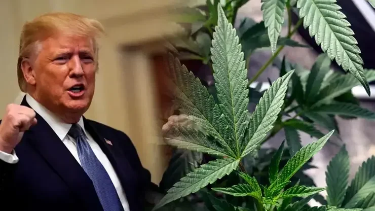 Maconha deixa de ser substância perigosa nos EUA