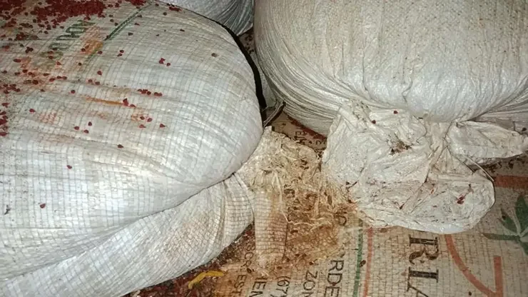 Vigilância sanitária encontra fezes de rato em fábricas de tempero na Bahia