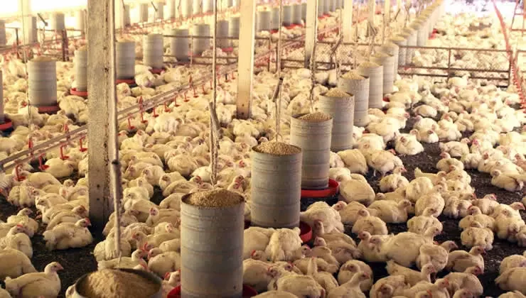 Dezessete países suspendem restrições à carne de aves do Brasil